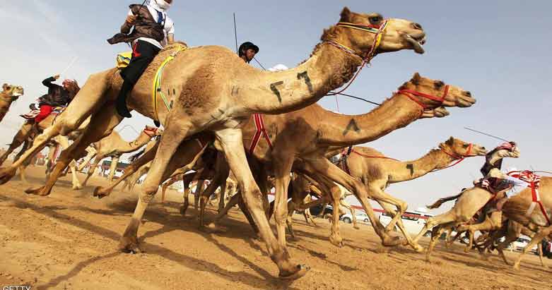 فیدراسیۆنی جیھانی پێشبڕکێی حوشتر دادەمەزرێت