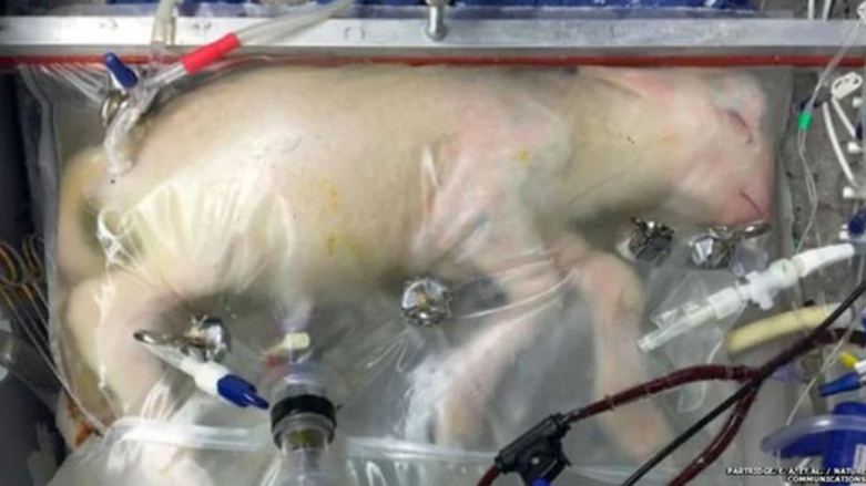 Yapay rahimde doğan ilk canlı