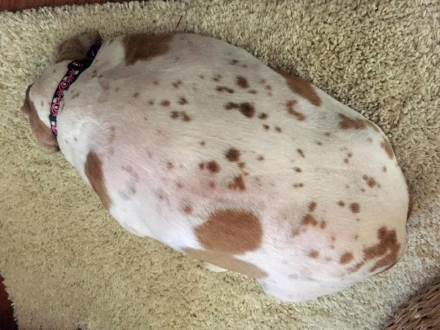 7 yaşındaki King Charles Spaniel cinsi köpek Abby, hareketsizlikten 22 kiloya ulaşmıştı. 