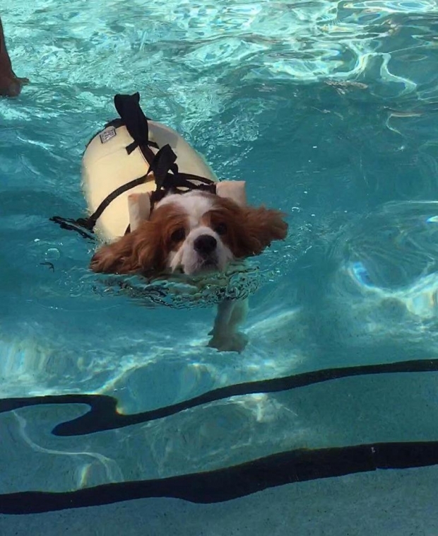 Brittney Wilk, haftanın her günü Abby'i yüzmeye götürdü, egzersiz yaptırdı.