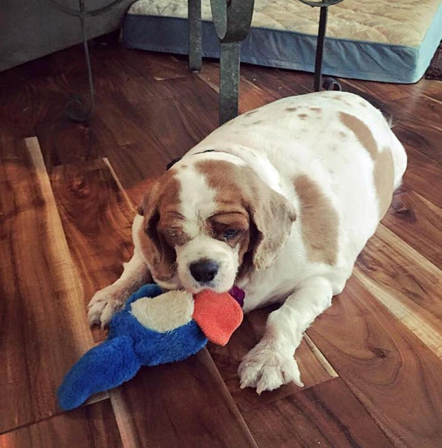 Köpeğin sahibi Brittney Wilk, Abby'i özel bir diyete soktu.