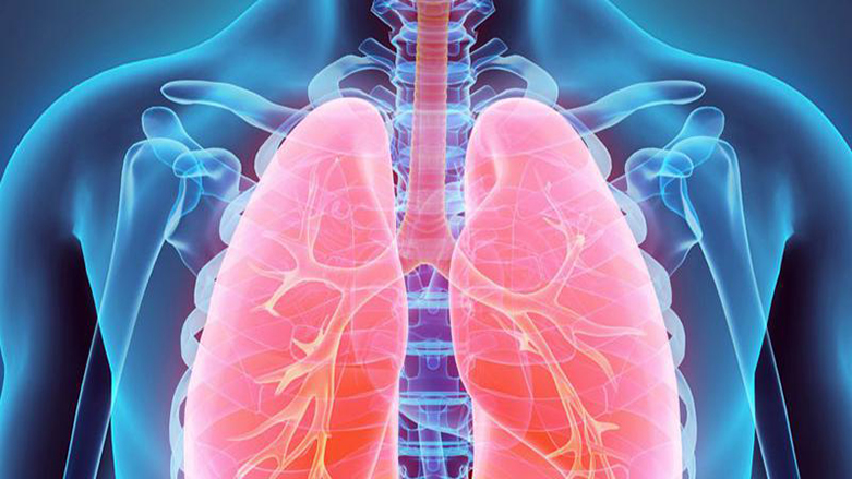 Akciğerin taklit eden organoidler geliştirildi