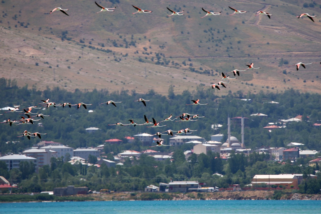  Van Gölü flamingoları ağırlıyor