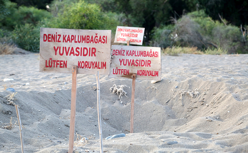 Yavru deniz kaplumbağalarının yaşam mücadelesi başladı