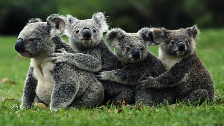 ERİYORLAR - 10 milyondan 50 bine inen nüfus