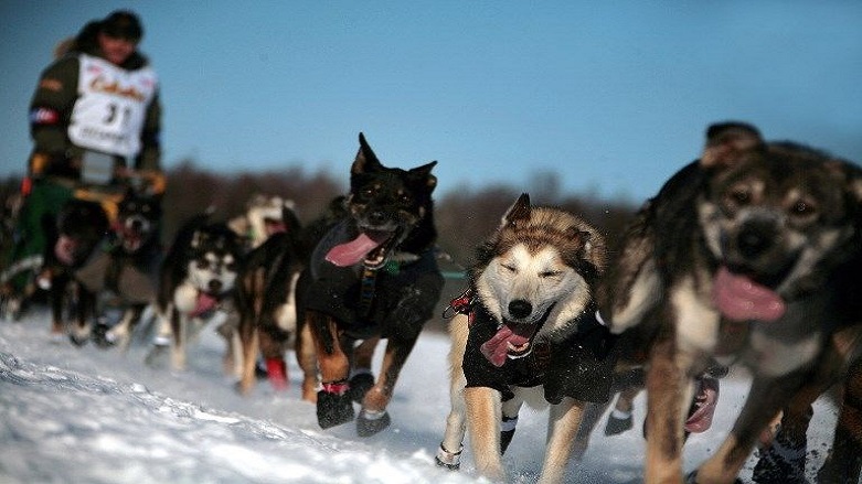 Alaska'da geleneksel kızaklı köpek yarışması başladı