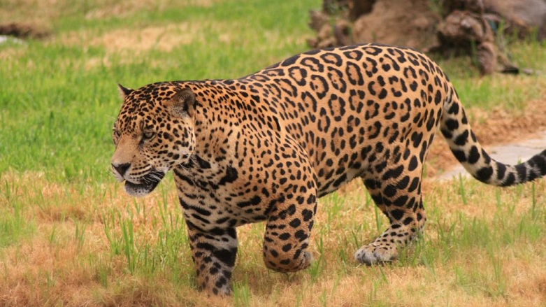 Jaguar önüne geleni yedi!