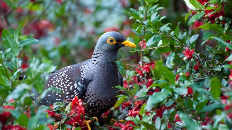 ARAŞTIRMA -  Kuşlar ‘zengin’ bölgeleri tercih ediyor 