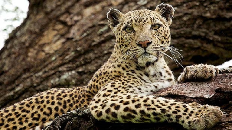 6 ayda 90 leopar öldürüldü