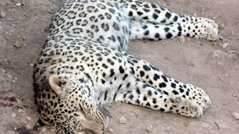 Leoparı öldürdüler