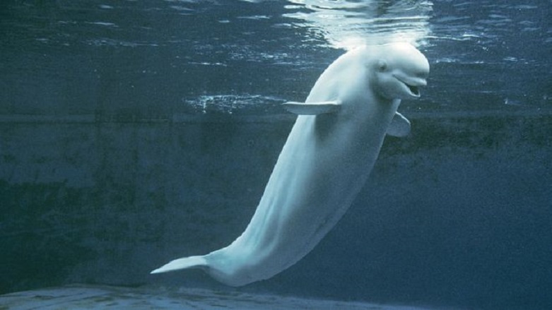 FLAŞ İDDİA - 'Rus donanması casus balina kullanıyor'