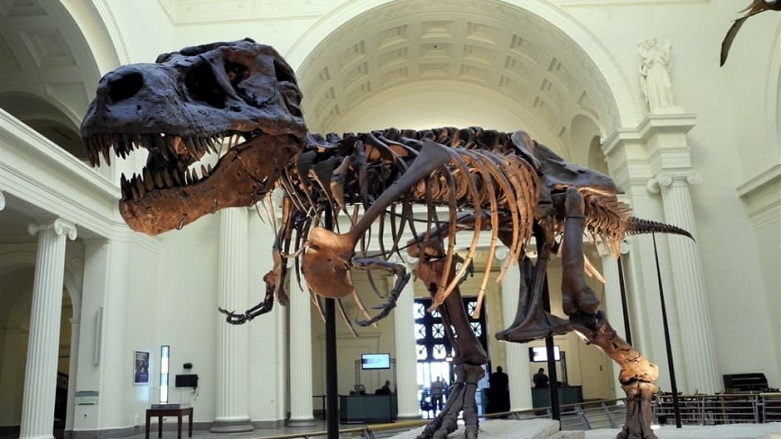 Yeni bir dinozor türü keşfedildi