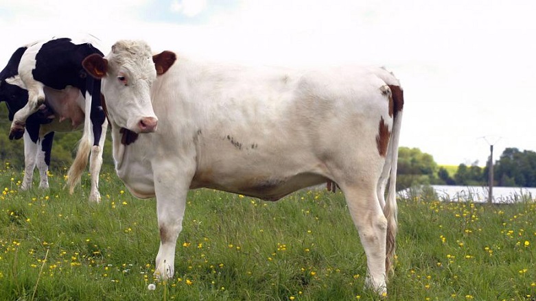 Avrupa’nın en pahalı düvesi