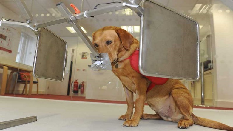 Köpekler kanseri koklayarak tespit etti