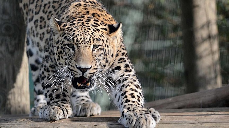Leoparlar çocuklara saldırdı: 2 ölü