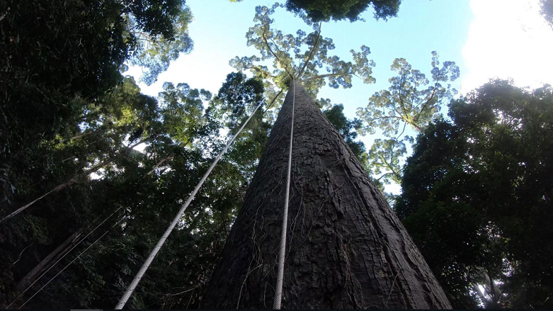 Dünyanın en uzun tropikal ağacı keşfedildi