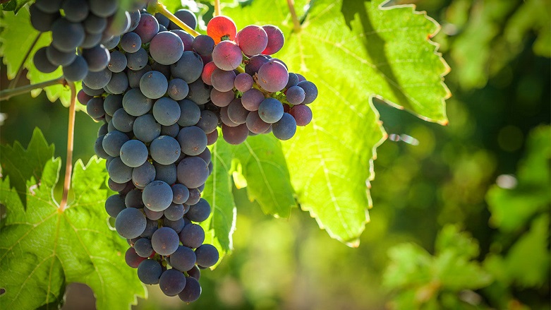 Dünyanın her yerinden tüccarların uğrak yeri