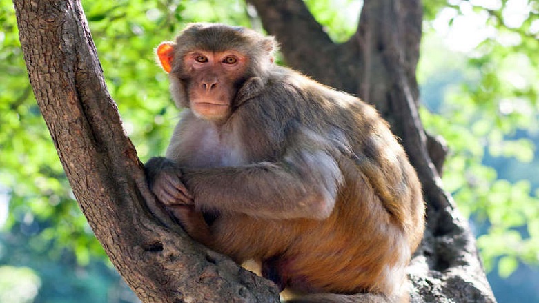 4 bin yıllık maymun keşfedildi 