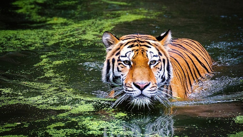 ARAŞTIRMA - Kaplanlar neden turuncu? 