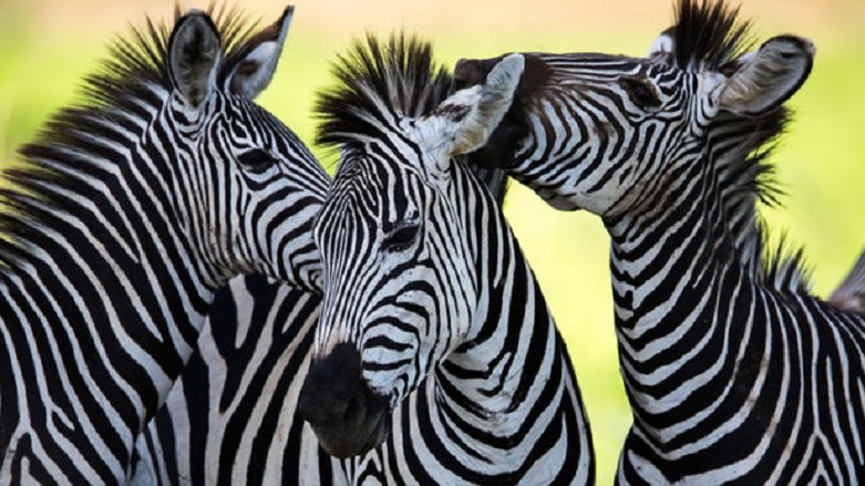 Desenler, sıcak iklimlerde zebralara avantaj sağlıyor 
