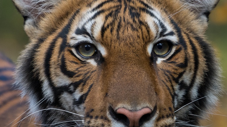 New York’ta bir kaplanda virüs çıktı