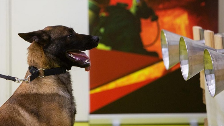 Araştırmacılar: Narkotik köpekler Covid-19’u tespit edebiliyor