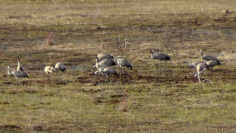 Nesli tükenme tehlikesi altında olan turnalar Dersim’i mesken tuttu