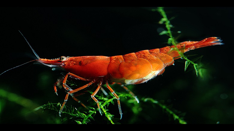 Karideslerde uyuşturucu maddeye rastlandı
