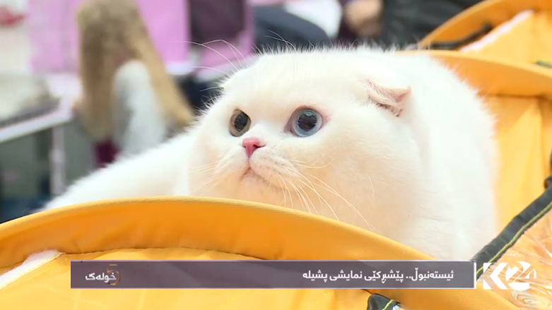 ئیستەنبوڵ .. پێشبڕکێی نمایشی پشیلە