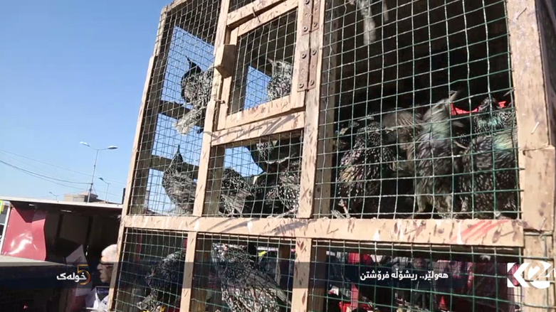 هەولێر .. ریشۆڵە فرۆشتن