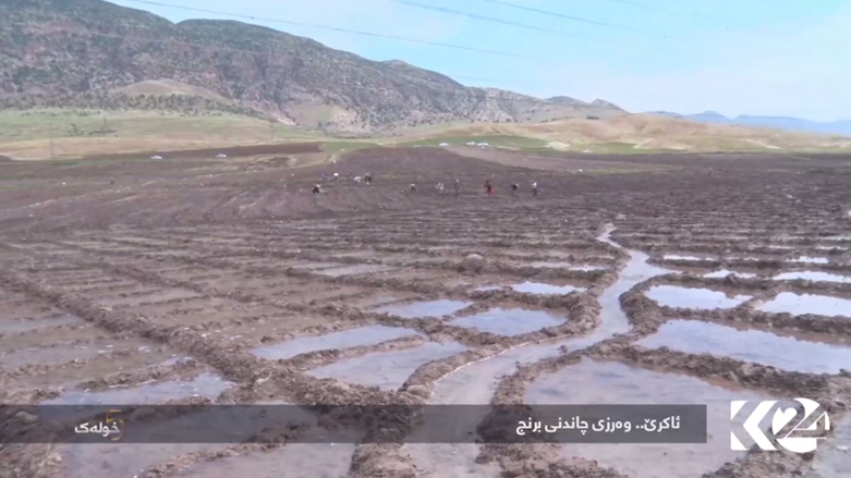 ئاکرێ .. وەرزی چاندنی برنج