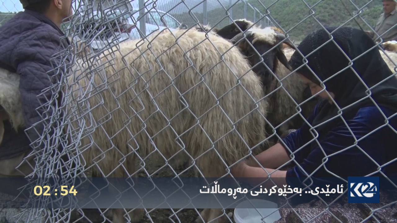 ئامێدى .. به‌خێوكردنى مه‌ڕوماڵات
