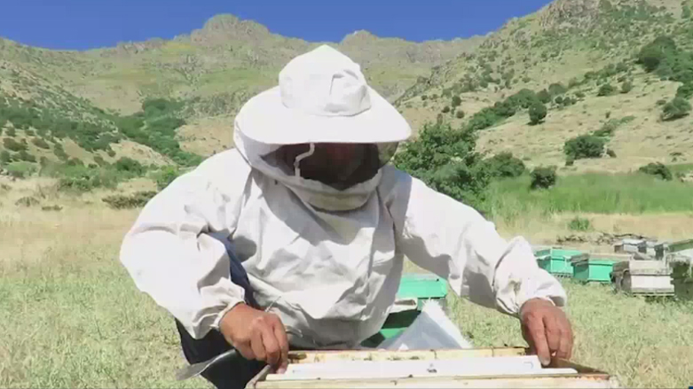بەخێوکردنی هەنگ لە مەریوان