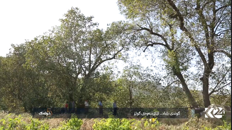 گوندی بێباد.. لێکردنەوەی گوێز
