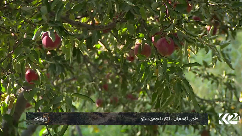 حاجی ئۆمەران .. لێکردنەوەی سێو