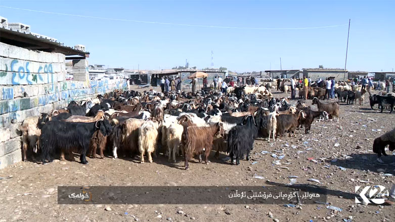 هەولێر .. گۆڕەپانی فرۆشتنی ئاژەڵان