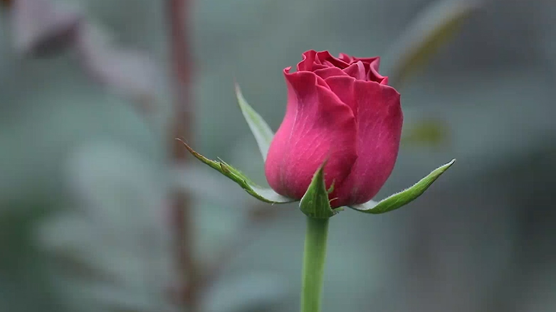 چۆنییەتی بەرھەمھێنانی گوڵی رۆز